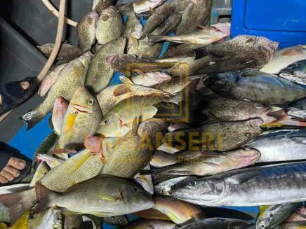 mencandat-memancing (8)